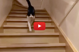 Watch This Adorable Cat Greet Its Owner Like an Excited Dog!
