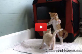 Watch This Adorable Kitten Go Bonkers While Playing With His Siblings!