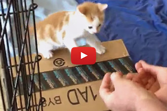 Watch This Adorable Kitten Jump Into This Man's Hands