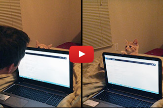 Watch this Adorable Kitten Play Peek-A-Boo with His Human!