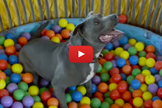 Watch This Adorable Shelter Dog Play In A Ball Pit For The First Time