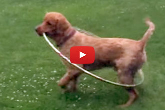 Watch This Brilliant Puppy Try His Hardest At Hula-Hooping!