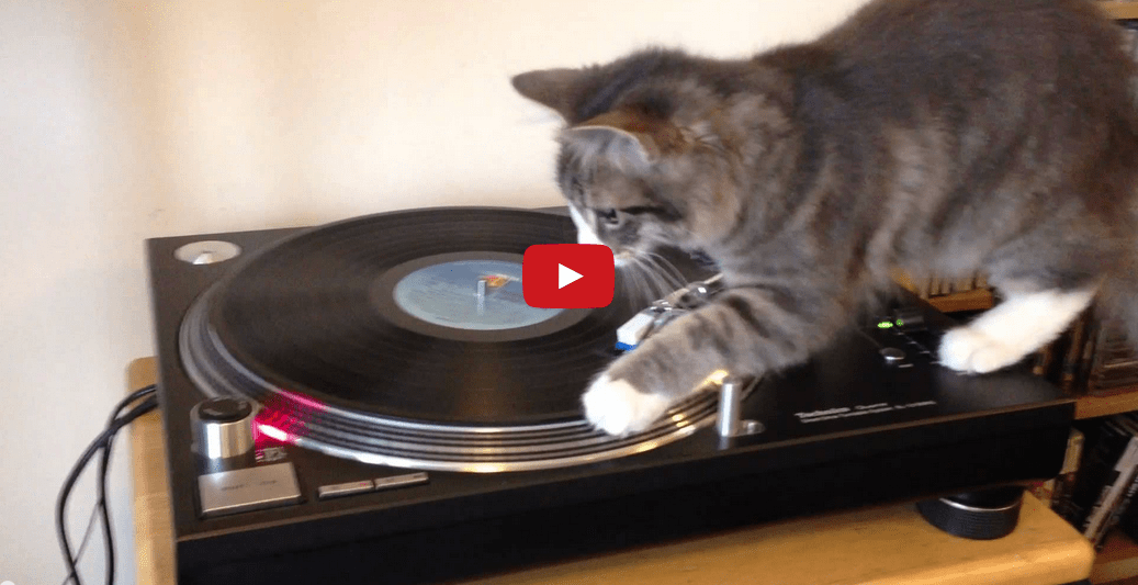 Watch This Cat Discover the Joys of Being A DJ! I Can't Stop Laughing!!