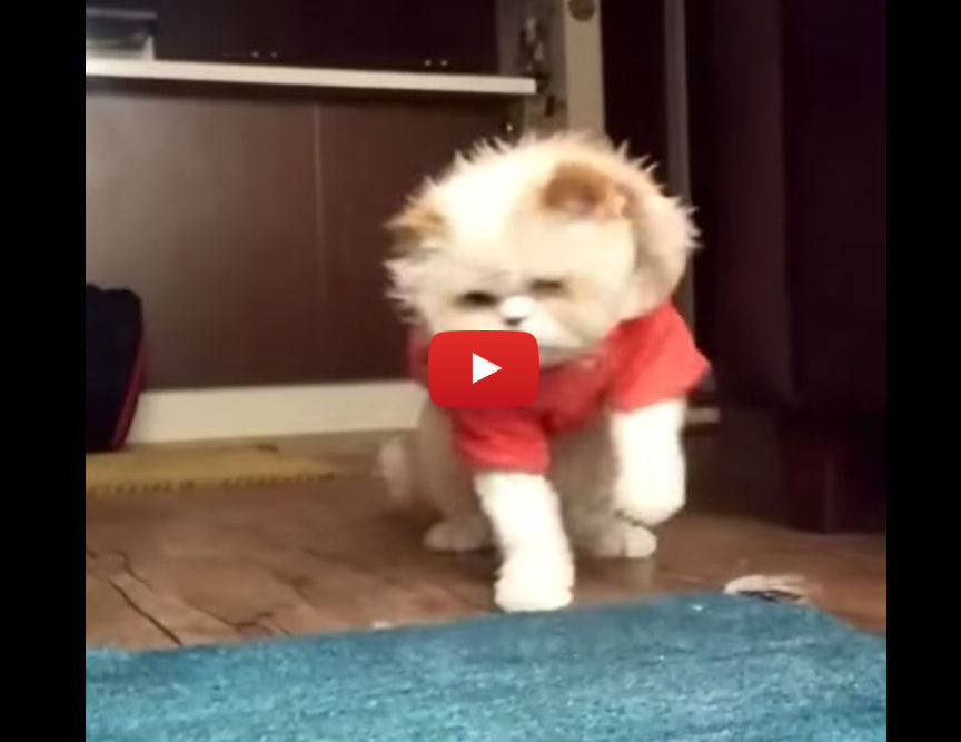 Watch This Cat Moonwalk to Michael Jackson Music! So EPIC!!