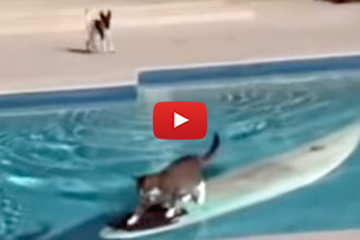 Watch This Cat Surf Across The Pool To Escape The Dog!