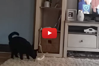 Watch This Cat Surprise His Owner With This Trick