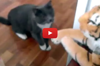 Watch This Cat Take On A Ferocious Household Intruder!