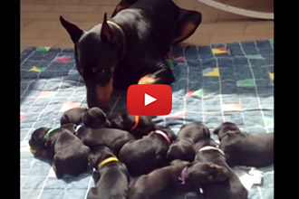 Watch This Daddy Dog Express His Adorable Maternal Instinct
