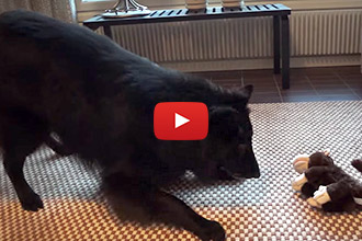 Watch this Dog's Hilarious Reaction to This Monkey Toy