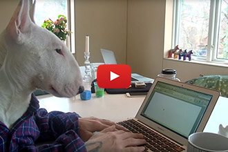 Watch This Dog Accurately Sum Up Working From Home