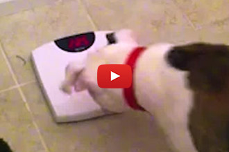 Watch This Dog Argue With The Number On The Scale After The Holiday!