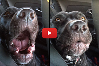 Watch This Dog Howl Along To Adele's "Hello"