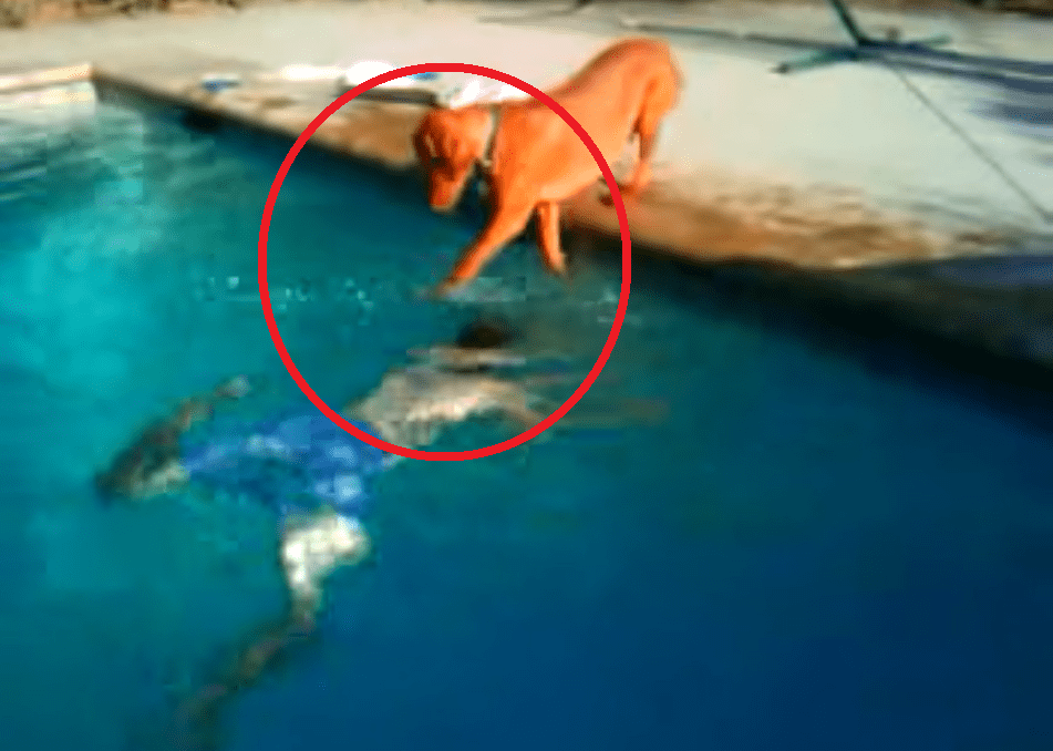 Watch This Dog Overcome His Fear of Water in This Amazing Video! Utterly Inspiring!!