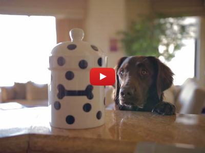 Watch This Dog Try to Steal Treats in This Epic Short Film! The Ending is Purrfect!