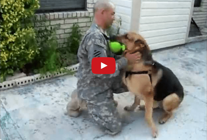 Watch This German Shepherd's Reaction to his Owner's Return Home After Deployment! You NEED to see this!