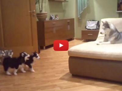 Watch This Husky Mother Go Crazy While Playing With Her Adorable Puppies!