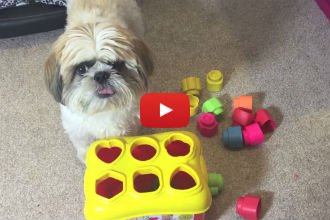 Watch This Incredibly Smart Dog Perform Amazing Logic Tricks with Ease!