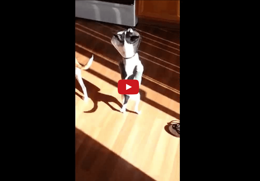 Watch This Injured Dog Get by on His Hind Paws Alone!!