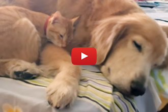 Watch This Kitten Grow Up With His Friend Koda