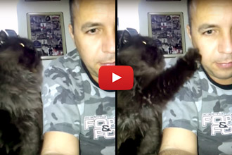 Watch This Kitty Adorably Demand To Be Pet!