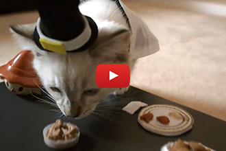 Watch This Kitty Celebrate Her First Thanksgiving! 
