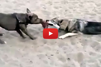 Watch This Lazy Dog Win At Tug-Of-War!