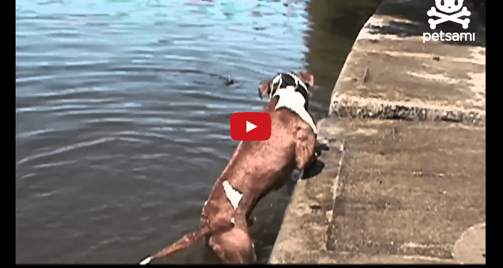 Watch This Poor Pooch Push a Boulder Up a Hill in This Endearingly Poignant Video!!