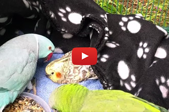 Watch This Precious Bird Help His Friend Feel Better!