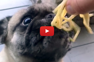 Watch This Pug Gobble Up These Noodles