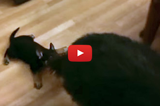 Watch This Puppy Hitch A Ride On His Mom's Tail