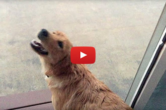 Watch this Puppy Play in the Rain For the First Time