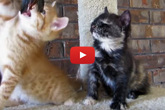 Watch This Tiny Kitten Fall Asleep Sitting Up!