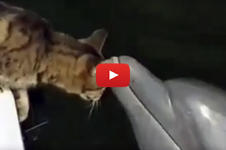 Watch What Happens When These Dolphins Meet A Cat!