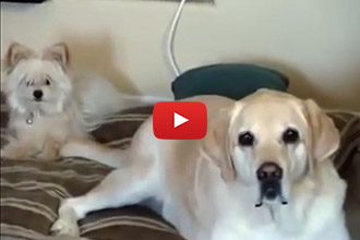 Watch What Happens When This Big Dog Wags His Tail!
