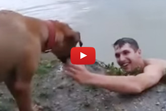 Watch What Happens When This Dog Thinks His Owner Is Drowning!