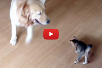 Watch What Happens When This Dog Tries To Play With The Cat's Toy!