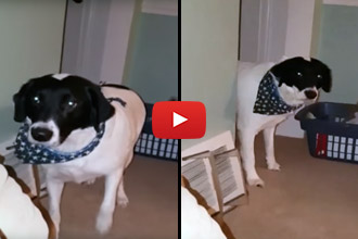 Watch What Happens When This Guilty Dog Is Asked What He Did!