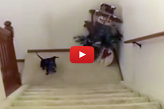 Watch What This Dachshund Does When His Mom Calls!