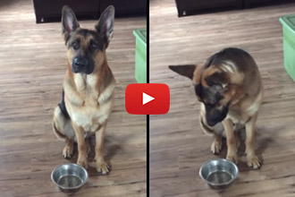 Watch What This German Shepherd Does When He Wants Food!