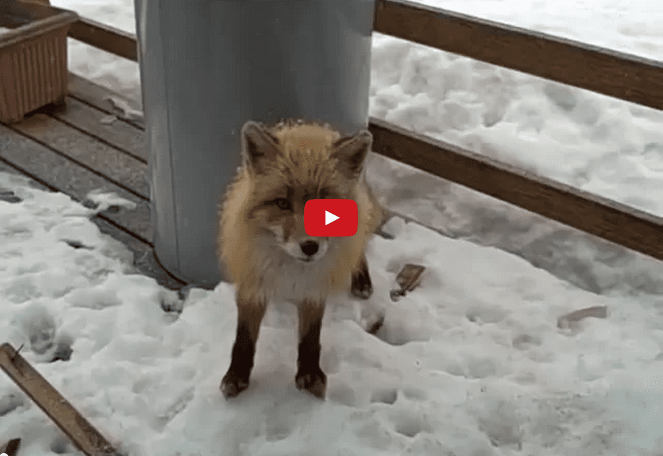 Watch Winter Weather Unite This Eclectic Group of Friends as an Eagle, Fox, and Cat Chill Outside on a Snowy Day!