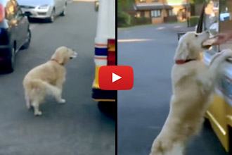 Watch Zack The Golden Retriever Buy Ice Cream All Buy Himself!
