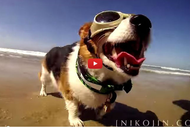 Watching Dozens of Adorable Corgis at the Beach is The Greatest Thing Ever!