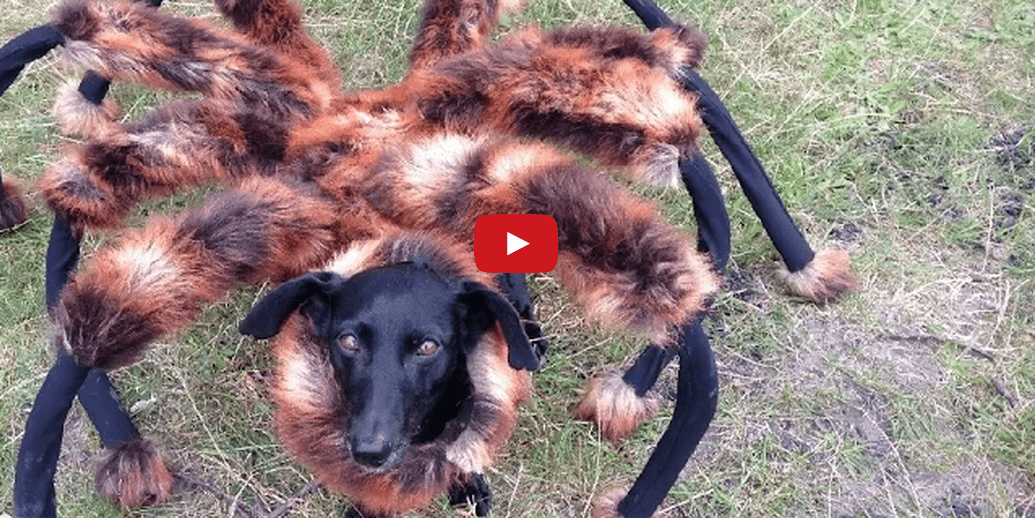 Watching This Dog Dressed as a Spider Terrify Strangers is Oddly Fulfilling! Too Funny!!