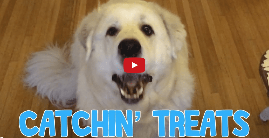 Watching This Dog Learn to Catch Treats Will Leave You in Stitches! Too Funny!!