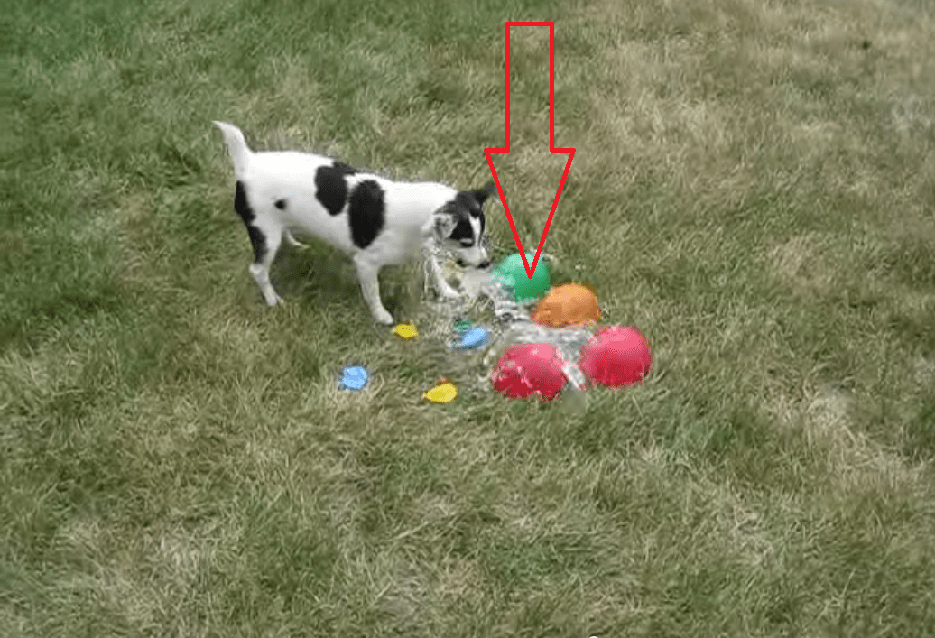 Watching This Dog Pop Water Balloons is Surprisingly Enjoyable! I Laughed Harder Than I Probably Should Have!!