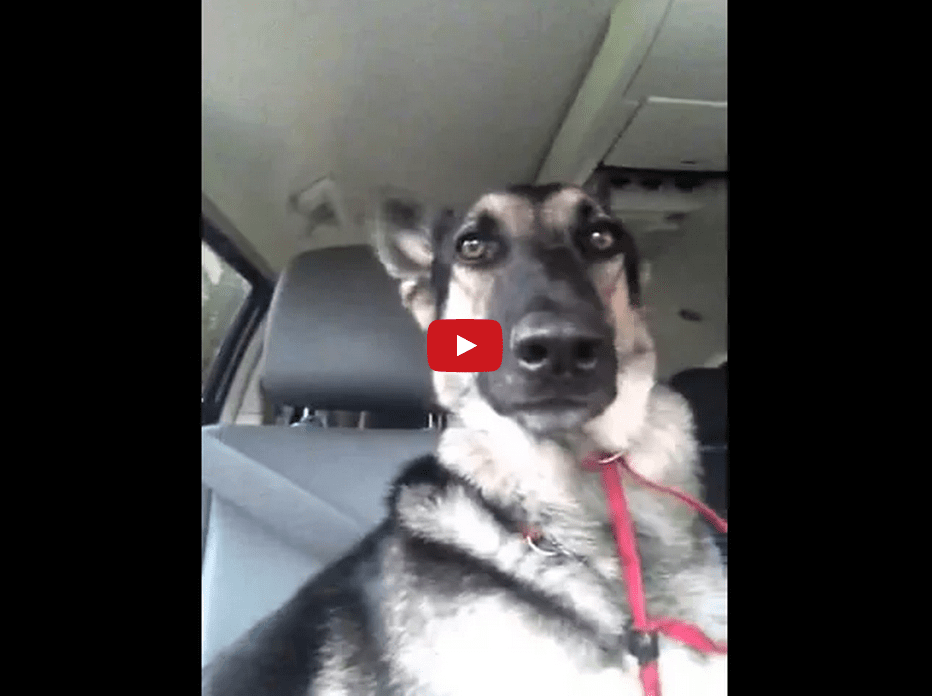 Watching This German Shepherd Dance with His Ears Will Make Your Week! He's so Talented!!