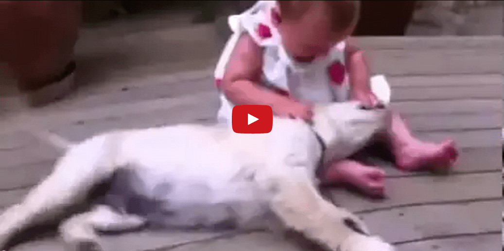 Watching This Puppy and Baby Work Together to Make Viral Video is Truly Inspiring!!