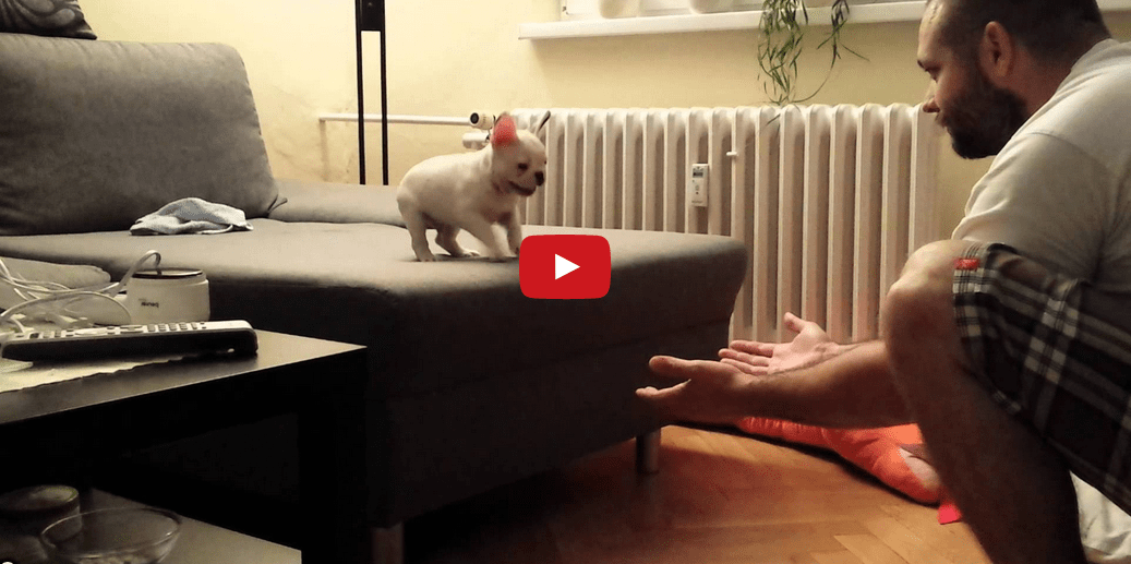 Watching This Tiny Puppy Take a Leap of Faith is Truly Inspiring!!