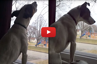 We've Heard Dogs Sing Along With People... But This Is A Whole New Level!