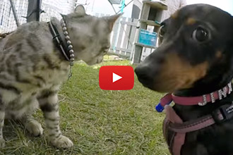 We've Seen Cats Who Like Dogs, But This Cat Loves Them!